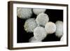 Stem Cells, SEM-Science Photo Library-Framed Photographic Print