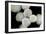 Stem Cells, SEM-Science Photo Library-Framed Photographic Print