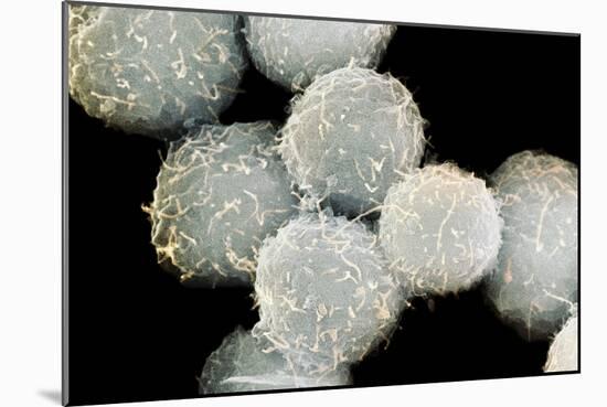 Stem Cells, SEM-Science Photo Library-Mounted Photographic Print