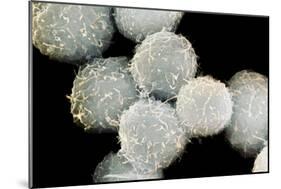 Stem Cells, SEM-Science Photo Library-Mounted Photographic Print