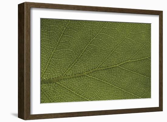 Stem Focus-Staffan Widstrand-Framed Giclee Print