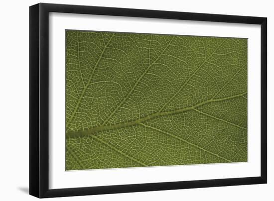 Stem Focus-Staffan Widstrand-Framed Giclee Print