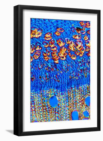 Stem of a Hemp Plant-Dr. Keith Wheeler-Framed Photographic Print