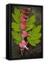 Stem of Pink and White Flowers of Bleeding Heart or Dicentra Gold Heart Lying-Den Reader-Framed Stretched Canvas