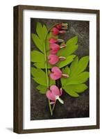 Stem of Pink and White Flowers of Bleeding Heart or Dicentra Gold Heart Lying-Den Reader-Framed Photographic Print