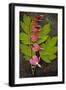 Stem of Pink and White Flowers of Bleeding Heart or Dicentra Gold Heart Lying-Den Reader-Framed Photographic Print