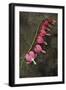 Stem of Pink and White Flowers of Bleeding Heart or Dicentra Gold Heart Lying-Den Reader-Framed Photographic Print