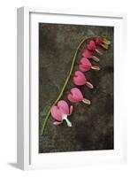 Stem of Pink and White Flowers of Bleeding Heart or Dicentra Gold Heart Lying-Den Reader-Framed Photographic Print