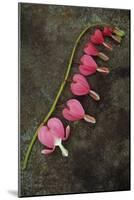 Stem of Pink and White Flowers of Bleeding Heart or Dicentra Gold Heart Lying-Den Reader-Mounted Photographic Print