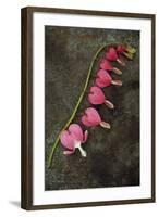 Stem of Pink and White Flowers of Bleeding Heart or Dicentra Gold Heart Lying-Den Reader-Framed Photographic Print