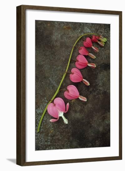 Stem of Pink and White Flowers of Bleeding Heart or Dicentra Gold Heart Lying-Den Reader-Framed Photographic Print