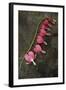 Stem of Pink and White Flowers of Bleeding Heart or Dicentra Gold Heart Lying-Den Reader-Framed Photographic Print