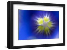 Stemless Gentian (Gentiana Clusii) Close-Up of Flower, Liechtenstein, June 2009-Giesbers-Framed Photographic Print