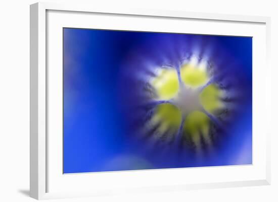 Stemless Gentian (Gentiana Clusii) Close-Up of Flower, Liechtenstein, June 2009-Giesbers-Framed Photographic Print