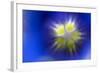 Stemless Gentian (Gentiana Clusii) Close-Up of Flower, Liechtenstein, June 2009-Giesbers-Framed Photographic Print