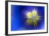 Stemless Gentian (Gentiana Clusii) Close-Up of Flower, Liechtenstein, June 2009-Giesbers-Framed Photographic Print