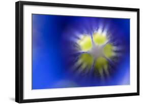 Stemless Gentian (Gentiana Clusii) Close-Up of Flower, Liechtenstein, June 2009-Giesbers-Framed Photographic Print