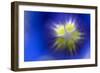 Stemless Gentian (Gentiana Clusii) Close-Up of Flower, Liechtenstein, June 2009-Giesbers-Framed Photographic Print