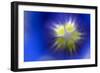 Stemless Gentian (Gentiana Clusii) Close-Up of Flower, Liechtenstein, June 2009-Giesbers-Framed Photographic Print