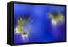 Stemless Gentian (Gentiana Clusii) Flowers, an Ant in One of Them, Liechtenstein-Giesbers-Framed Stretched Canvas