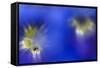 Stemless Gentian (Gentiana Clusii) Flowers, an Ant in One of Them, Liechtenstein-Giesbers-Framed Stretched Canvas