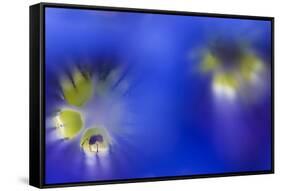 Stemless Gentian (Gentiana Clusii) Flowers, an Ant in One of Them, Liechtenstein-Giesbers-Framed Stretched Canvas