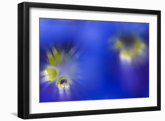 Stemless Gentian (Gentiana Clusii) Flowers, an Ant in One of Them, Liechtenstein-Giesbers-Framed Photographic Print