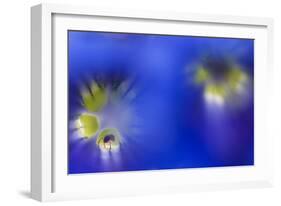 Stemless Gentian (Gentiana Clusii) Flowers, an Ant in One of Them, Liechtenstein-Giesbers-Framed Photographic Print