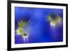 Stemless Gentian (Gentiana Clusii) Flowers, an Ant in One of Them, Liechtenstein-Giesbers-Framed Photographic Print