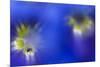 Stemless Gentian (Gentiana Clusii) Flowers, an Ant in One of Them, Liechtenstein-Giesbers-Mounted Photographic Print