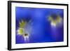 Stemless Gentian (Gentiana Clusii) Flowers, an Ant in One of Them, Liechtenstein-Giesbers-Framed Photographic Print