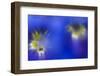 Stemless Gentian (Gentiana Clusii) Flowers, an Ant in One of Them, Liechtenstein-Giesbers-Framed Photographic Print