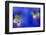 Stemless Gentian (Gentiana Clusii) Flowers, an Ant in One of Them, Liechtenstein-Giesbers-Framed Photographic Print