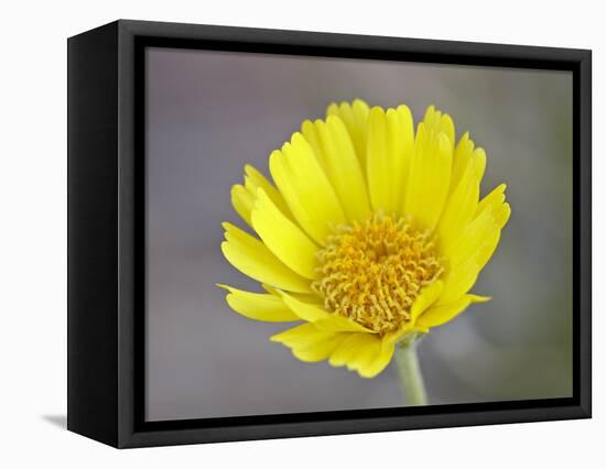 Stemless Woollybase (Hymenoxys Acaulis), Arches National Park, Utah, USA-null-Framed Stretched Canvas