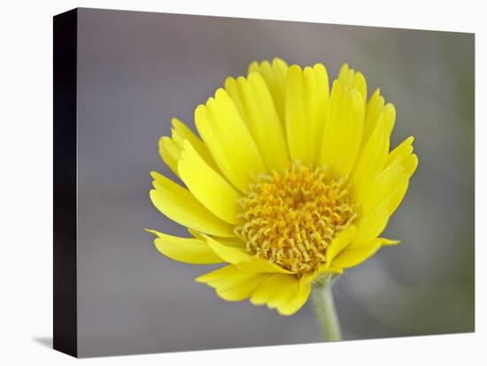 Stemless Woollybase (Hymenoxys Acaulis), Arches National Park, Utah, USA-null-Stretched Canvas