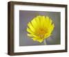 Stemless Woollybase (Hymenoxys Acaulis), Arches National Park, Utah, USA-null-Framed Photographic Print