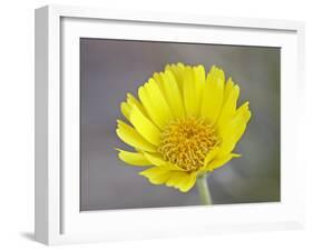 Stemless Woollybase (Hymenoxys Acaulis), Arches National Park, Utah, USA-null-Framed Photographic Print