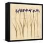 Stems of Iris-Cheri Blum-Framed Stretched Canvas