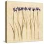 Stems of Iris-Cheri Blum-Stretched Canvas