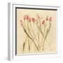 Stems of Red Tulips-Cheri Blum-Framed Art Print