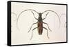 Stenochorus Gigas-null-Framed Stretched Canvas