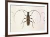 Stenochorus Gigas-null-Framed Premium Giclee Print