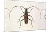 Stenochorus Gigas-null-Mounted Premium Giclee Print