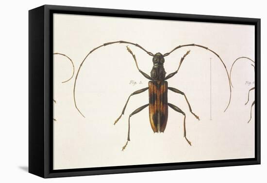 Stenochorus Gigas-null-Framed Stretched Canvas