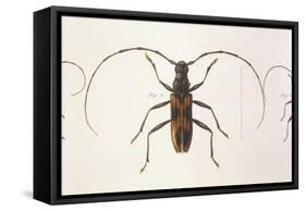 Stenochorus Gigas-null-Framed Stretched Canvas