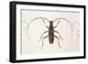 Stenochorus Gigas-null-Framed Art Print