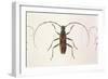 Stenochorus Gigas-null-Framed Art Print