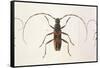 Stenochorus Gigas-null-Framed Stretched Canvas