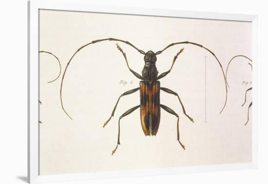 Stenochorus Gigas-null-Framed Art Print