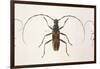 Stenochorus Gigas-null-Framed Art Print